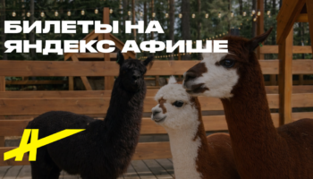 Погладь, угости и сделай фото с милыми животными!