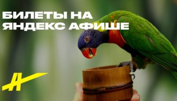 101 попугай