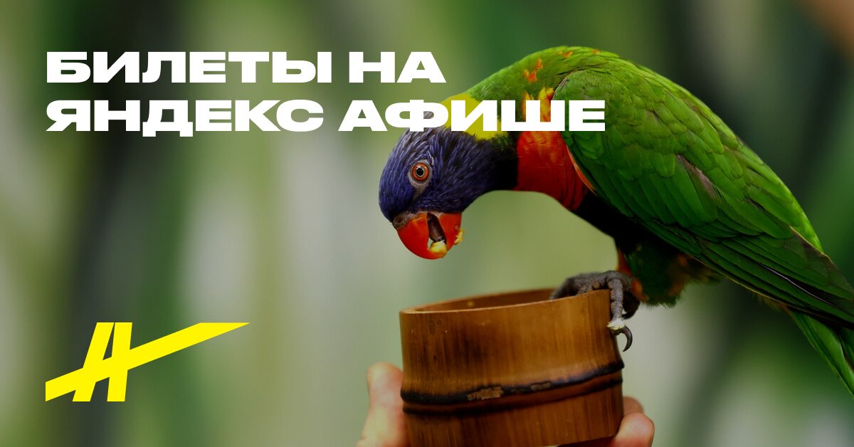 101 попугай